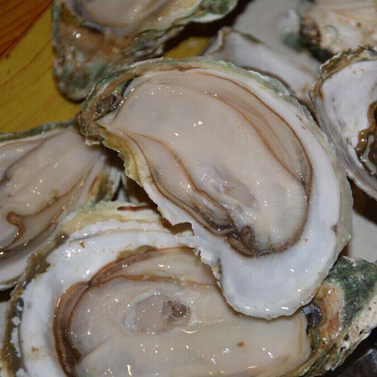 北部湾深海生蚝