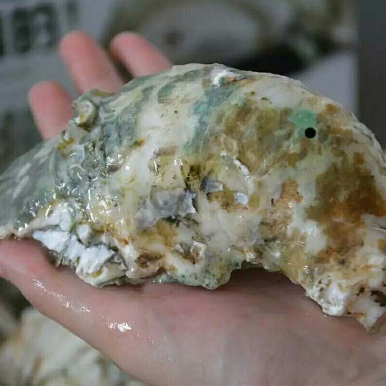 北部湾深海生蚝